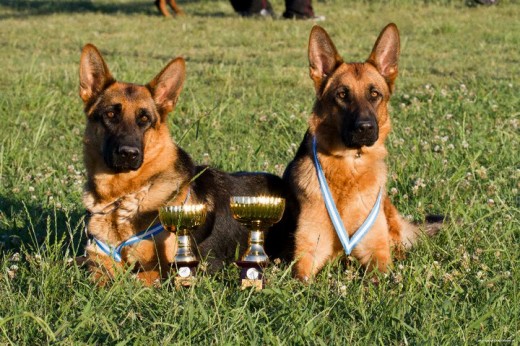 Izq.: Shiba Der.: Hanna competencia de obediencia y sociabilidad 2011 Izq.: Shiba Der.: Hanna competencia de obediencia y sociabilidad 2011